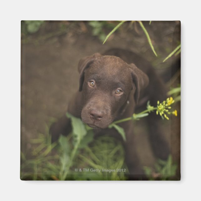 Imã Cãozinho Labrador sentado na grama (Frente)