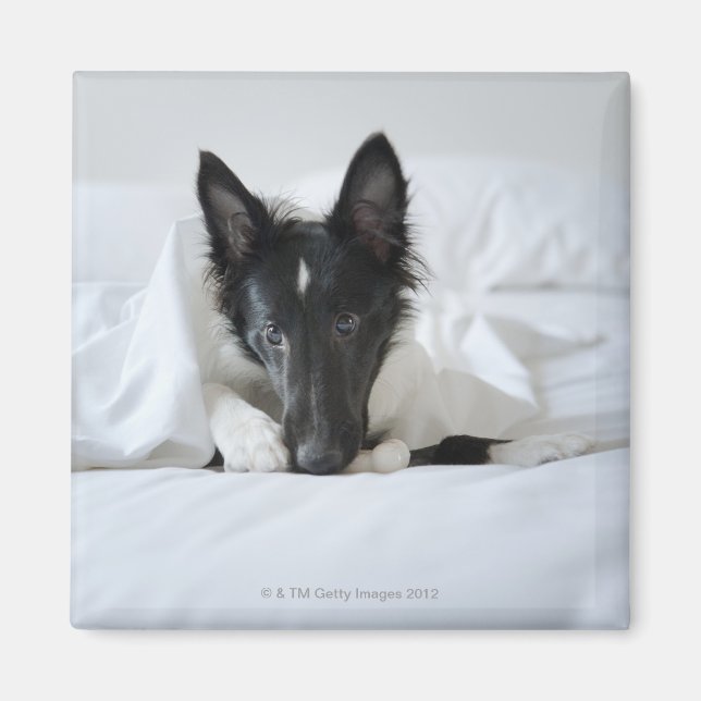 Imã Cãozinho preto e branco na cama com osso (Frente)