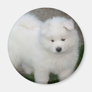 Imã Cãozinho Samovido