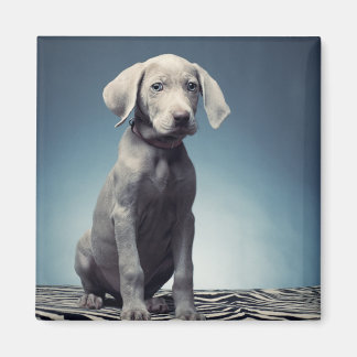 Imã Cãozinho Weimaraner