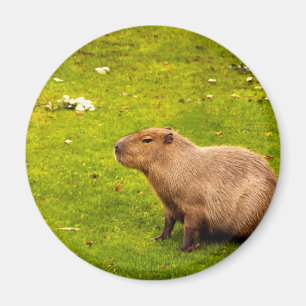 Imã Capivara