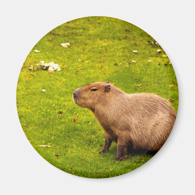Imã Capivara (Frente)