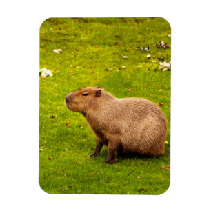 Ímã Capivara