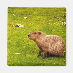 Imã Capivara