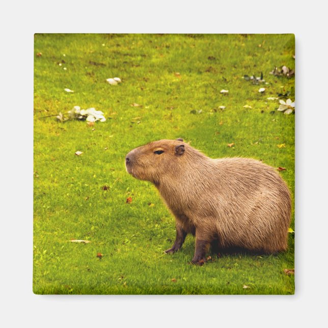 Imã Capivara (Frente)