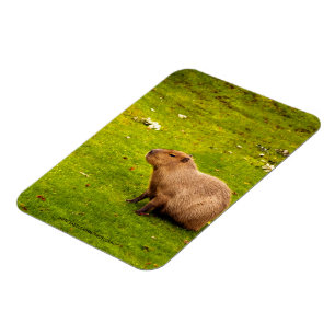 Ímã Capivara