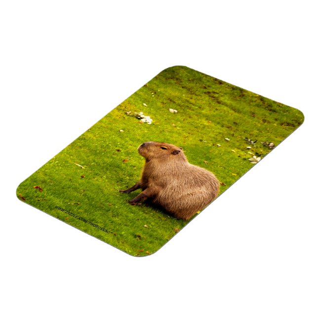 Ímã Capivara (Left Side)
