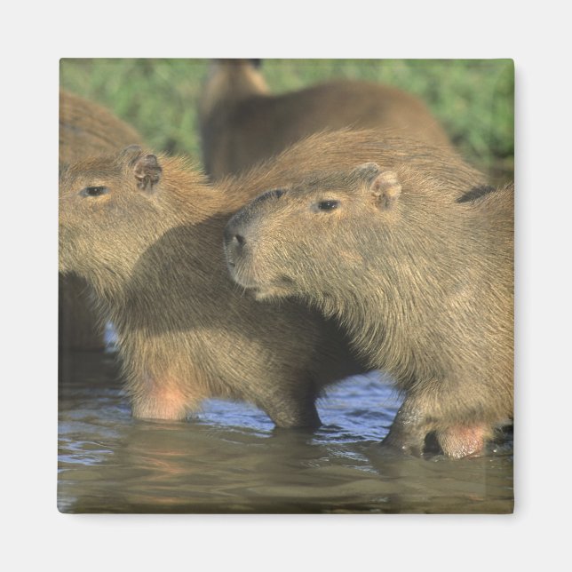 Imã Capivara, Hydrochaeris hydrochaeris), mundo's (Frente)