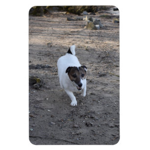Ímã Capo von Oppenheim, Jack Russell Terrier Dog