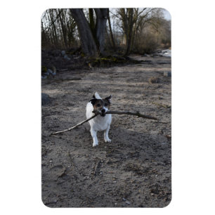 Ímã Capo von Oppenheim, Jack Russell Terrier Dog
