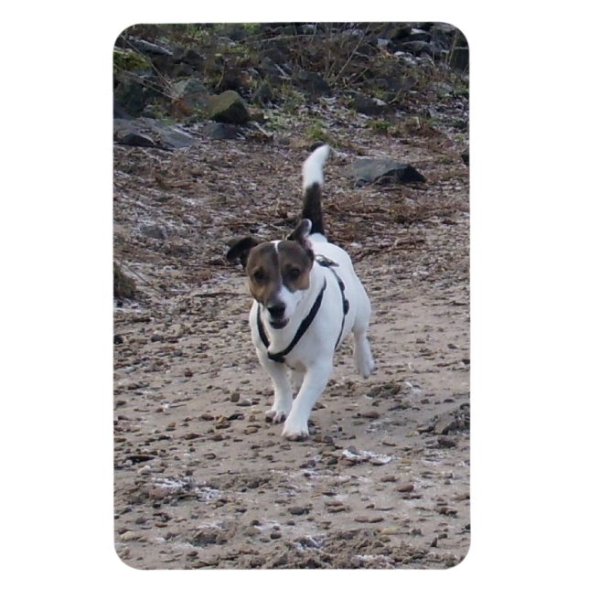 Ímã Capo von Oppenheim, Jack Russell Terrier Dog Magne (Vertical)