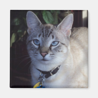 Imã Cappuccino, o gato