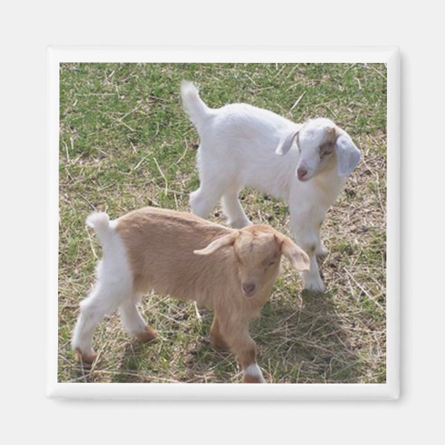 Imã Caprinos da Irmã (Frente)