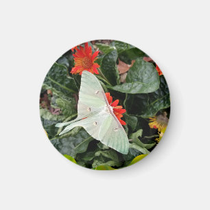 Imã Captivando Luna Moth