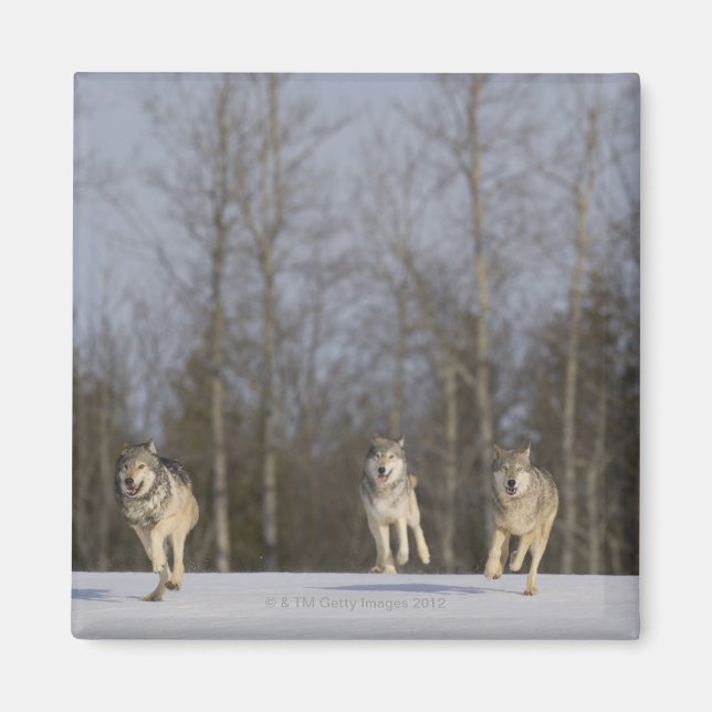 Imã Captive, Duluth, Minnesota, USA 2 (Frente)