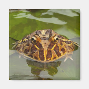 Imã Captive, Nebraska, EUA