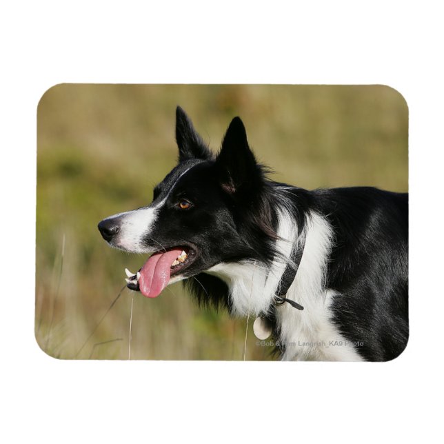 Ímã Captura de Borda Collie Panting 2 (Horizontal)