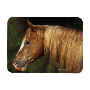 Ímã Captura de Cabeça de Cavalo Appaloosa 1