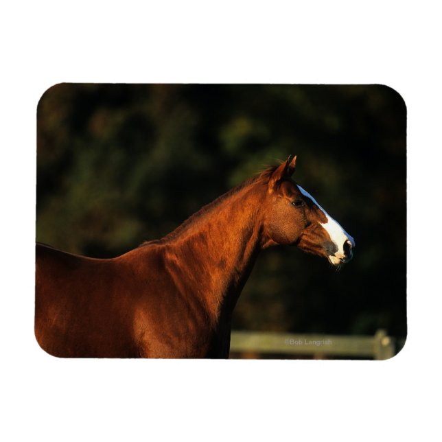Ímã Captura de Cabeça de Cavalo Genealógico (Horizontal)