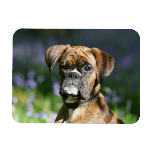 Ímã Captura de cabeça do cão Boxer (Horizontal)
