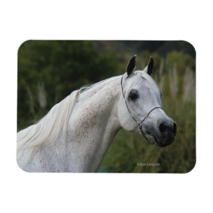 Ímã Captura de Cabeça do Cavalo Árabe 1