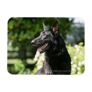 Ímã Captura de german shepherd 2