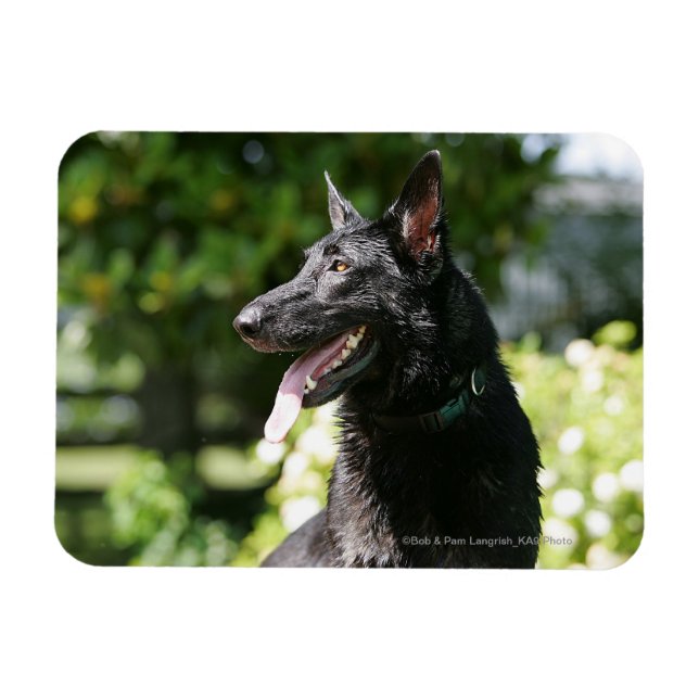 Ímã Captura de german shepherd 2 (Horizontal)
