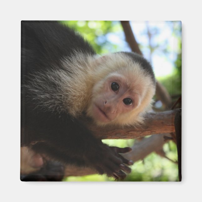 Imã Capuchin Monkey Magnet (Frente)