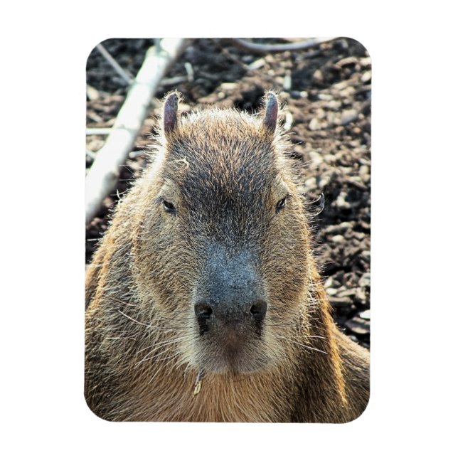 ÍMÃ CAPYBARA (Vertical)