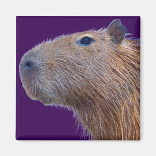 Imã Capybara