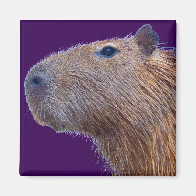 Imã Capybara (Frente)