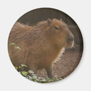 Imã Capybara