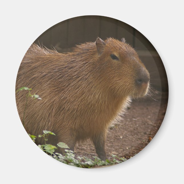 Imã Capybara (Frente)