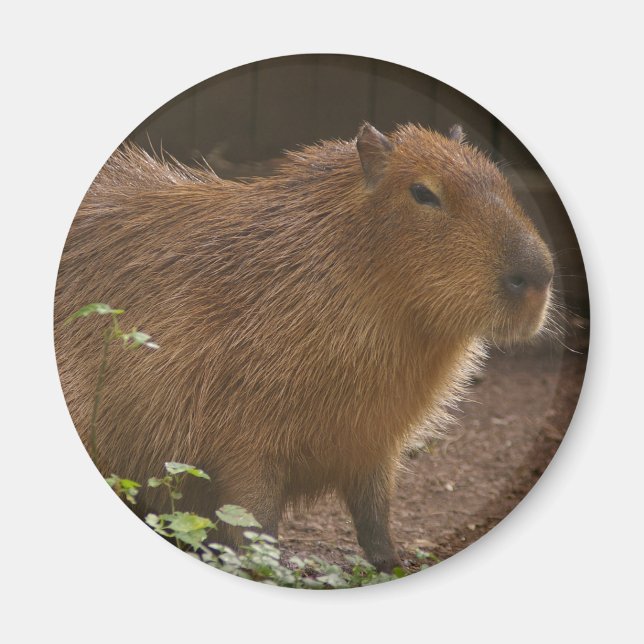 Imã Capybara (Frente)