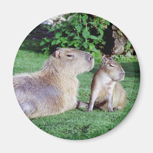 Imã Capybara Mãe e Son Magnet (Frente)