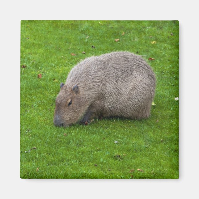 Imã Capybara Magnet (Frente)
