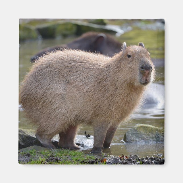 Imã Capybara na beira de uma lagoa (Frente)
