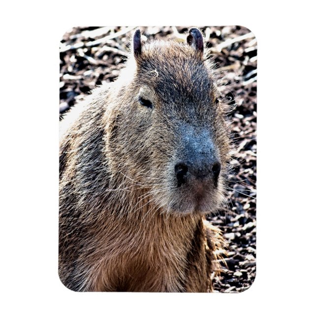 ÍMÃ CAPYBARA SELVAGEM ANIMAL (Vertical)