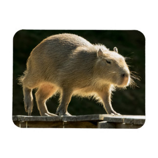 Ímã Capybara Small Magnet