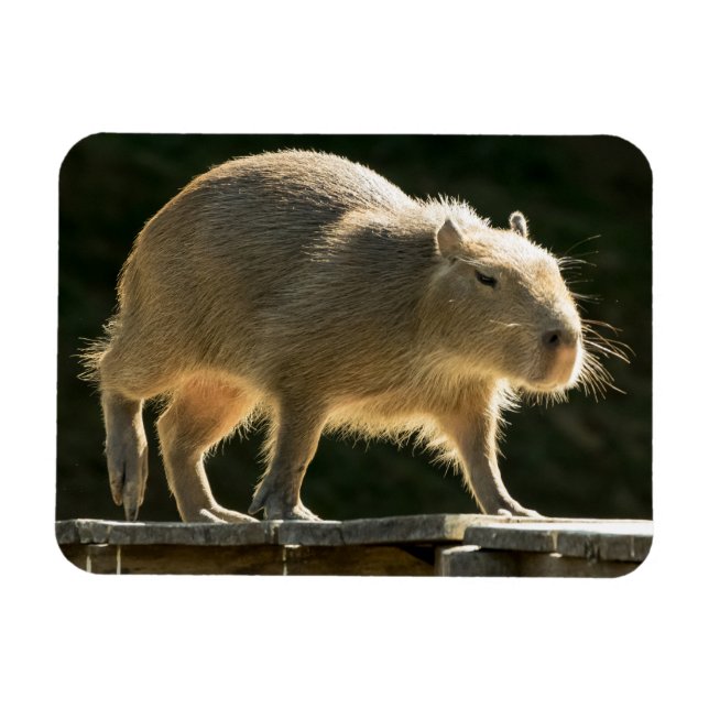 Ímã Capybara Small Magnet (Horizontal)
