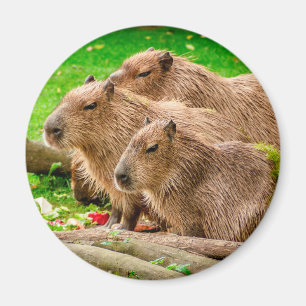 Imã Capybara Trio