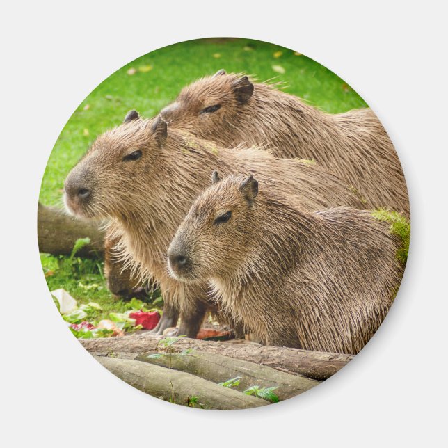 Imã Capybara Trio (Frente)