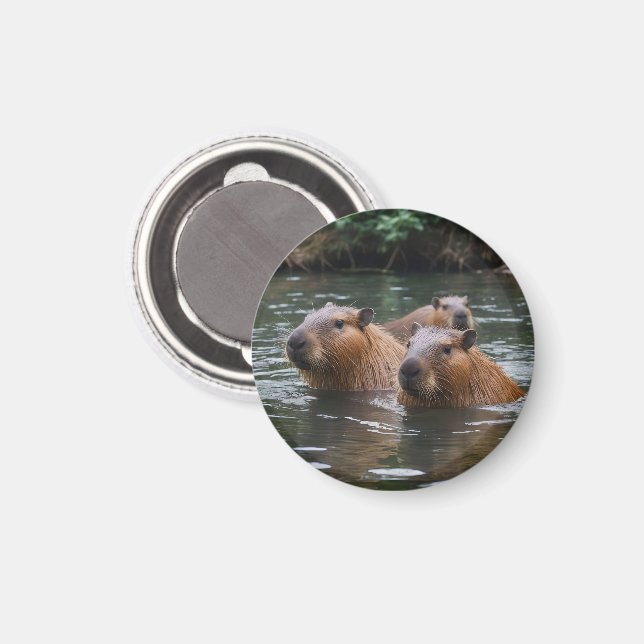 Imã Capybaras' Swimming In The River,  (Front/Back)