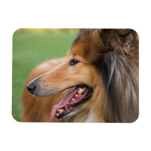 Ímã Cara áspera do Collie