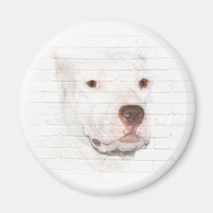 Imã Cara branca do terrier do pitbull