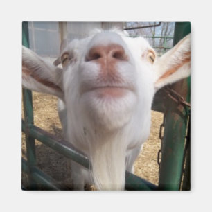 Imã Cara da cabra