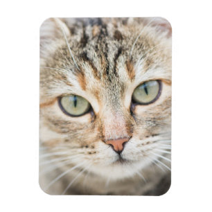 Ímã Cara de gato