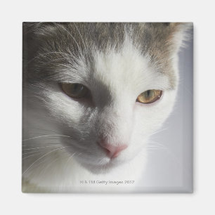 Imã Cara de um gato