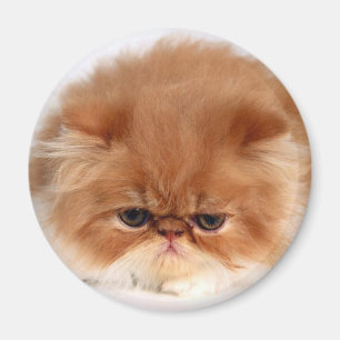Imã Cara do gato persa
