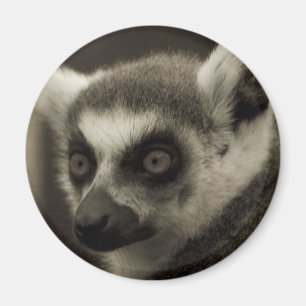 Imã cara do lemur